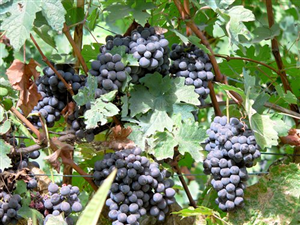 Vigne e vigneti