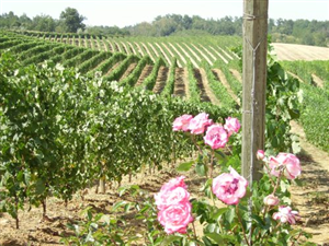 Il territorio callianese
